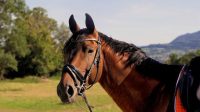 6 Arti Mimpi Tentang Kuda, Bisa Jadi Pertanda Akan Mendapat Keberhasilan