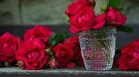 Cara Menanam Bunga Mawar dengan Proses Setek, Mudah dan Sederhana